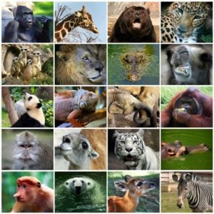 Who’s in the Zoo: A Brief Taxonomy of AI Systems - Edge AI and Vision ...